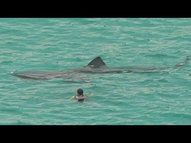 MEGA-SHARKS FILMED BY TOURISTS