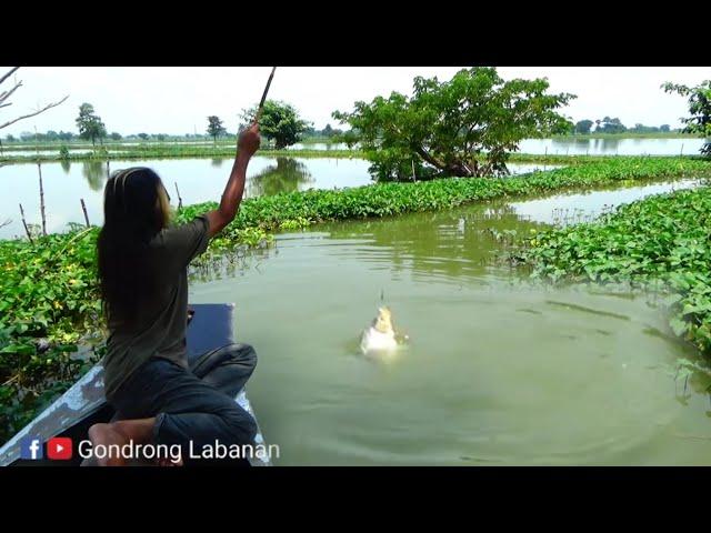 Dari mana datangnya,,, Sungai nya kecil Ikan nya sebesar ini