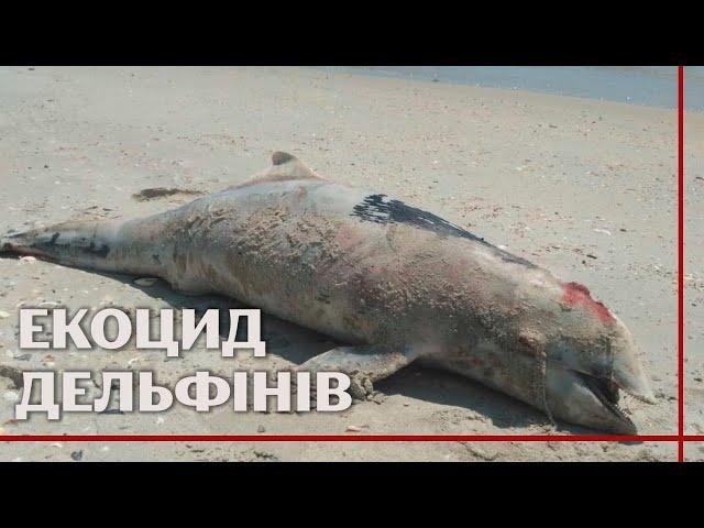 У Чорному морі масово гинуть дельфіни через агресію росії: Україна розслідує екоцид