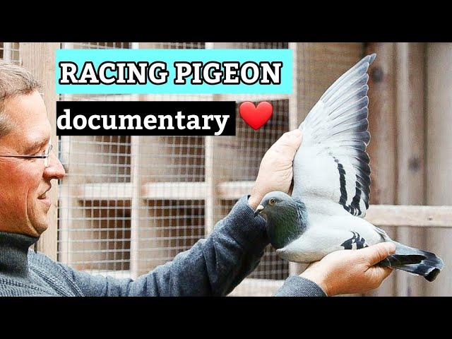 PIPA: Shaping the Racing Pigeon World | Extensive Documentary .