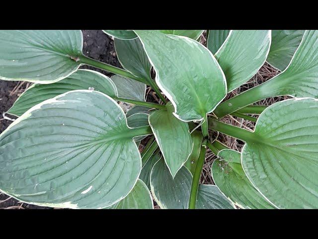 #хоста #Франси #hosta #Francee / Хоста форчуна Франси (лат.  hosta Francee). Краткий обзор.