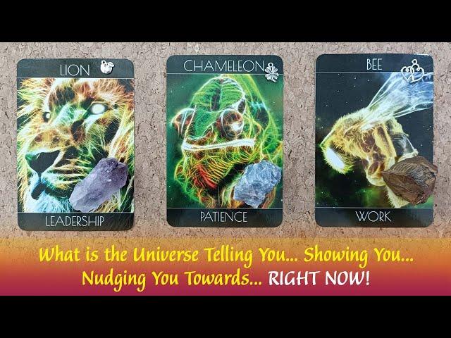 What is the Universe Telling You... Showing You... Nudging You Towards... RIGHT NOW⌚