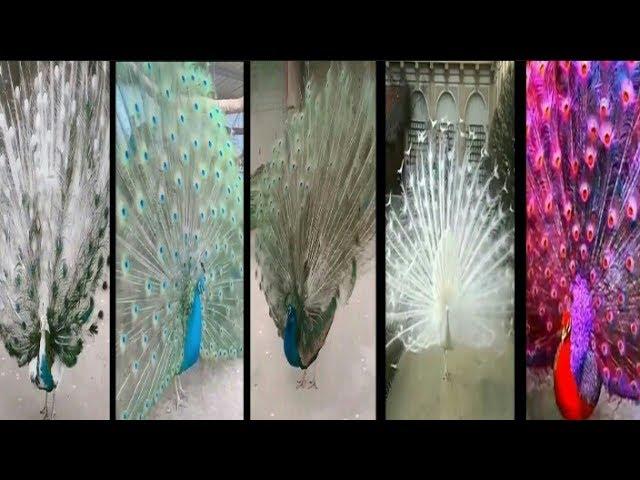 Most beautiful peacocks opening feathers