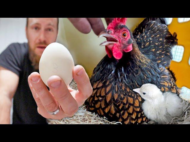 We tricked our hens into hatching out the RAREST baby peacocks!