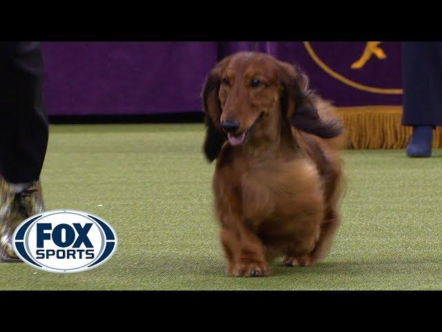 Group judging for the Hound Group at the 2019 Westminster Kennel Club Dog Show | FOX SPORTS