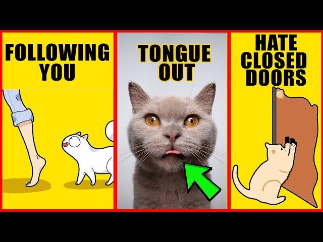 8 Odd Cat Behaviors Explained