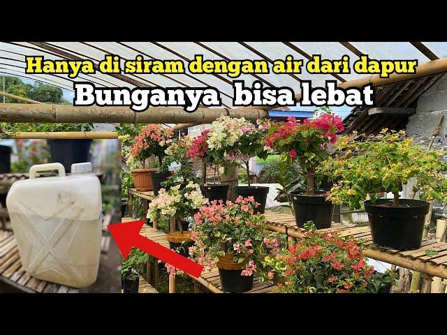 CUKUP PAKAI BAHAN DARI DAPUR !!  BOUGENVILE BISA LEBAT BUNGANYA