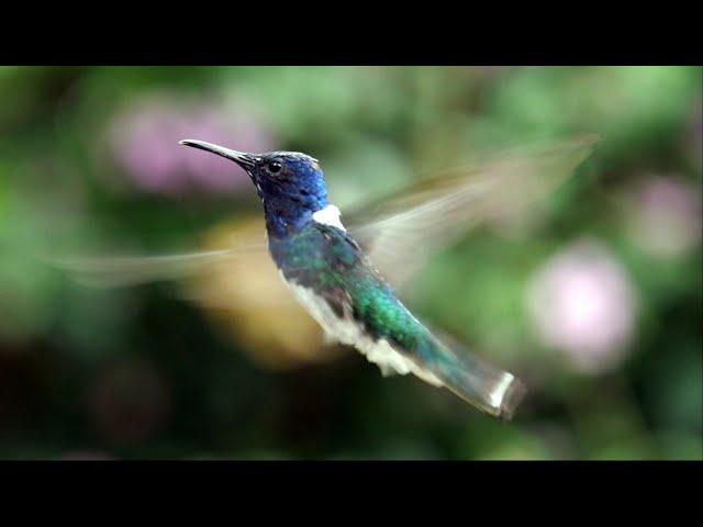 White-necked Jacobin in Ecuador.