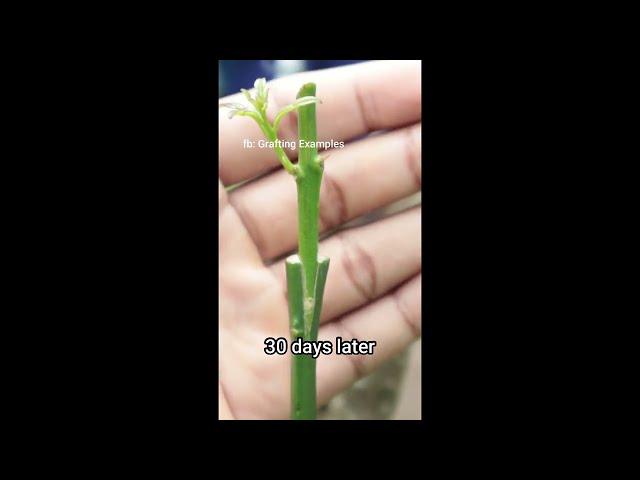 Cleft grafting method