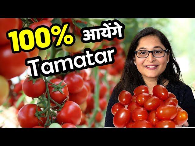 GROW TOMATOES FROM SEEDS AT HOME IN DETAILS टमाटर बीज से उगाएं #tomatoes #gardening #tamatr #plant