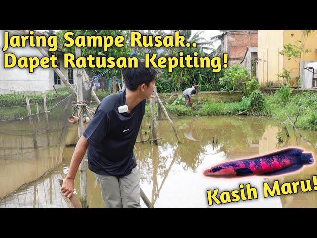 PANEN KEPITING DI JARING! KASIH MAKAN MARU RED PAKE KEPITING