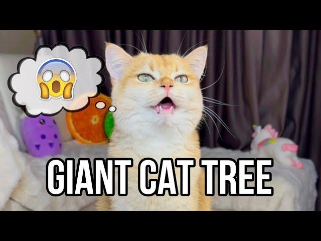 Giant CAT TREE for Nika Princess