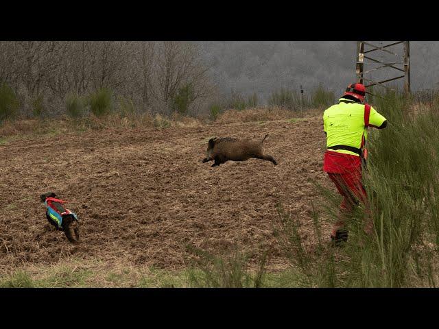 BOAR RUNS OVER DOG HANDLER | Driven hunt in the blackberry carpet (Hunt 2024)