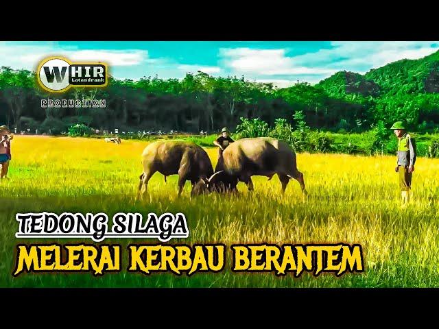 Tedong Silaga Terbaru _ Kerbau Di Padang Rumput Lagi Musuhan (Whir Latandrank) Buffalo Fight