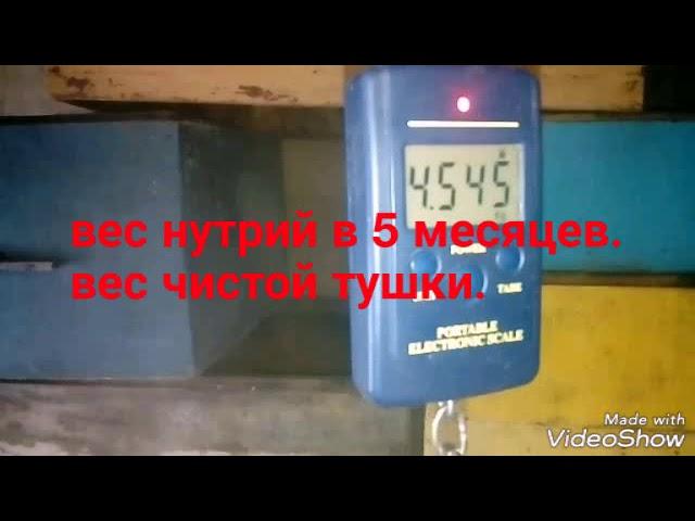 Вес чистой тушки нутрии в 5 месяцев.