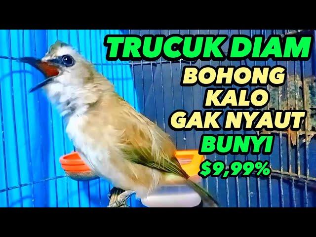 Suara Trucukan Gacor Ropel Ngalas, Pancingan Trucukan Agar Bunyi Jadikan Burung Trucuk Nyaut Gacor