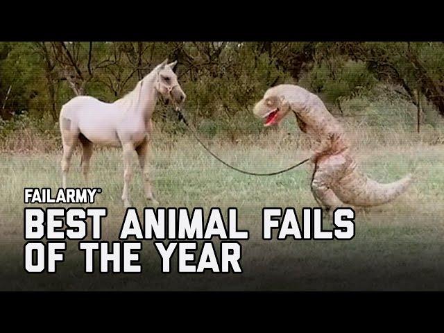 Best Animal Fails of 2020 | FailArmy