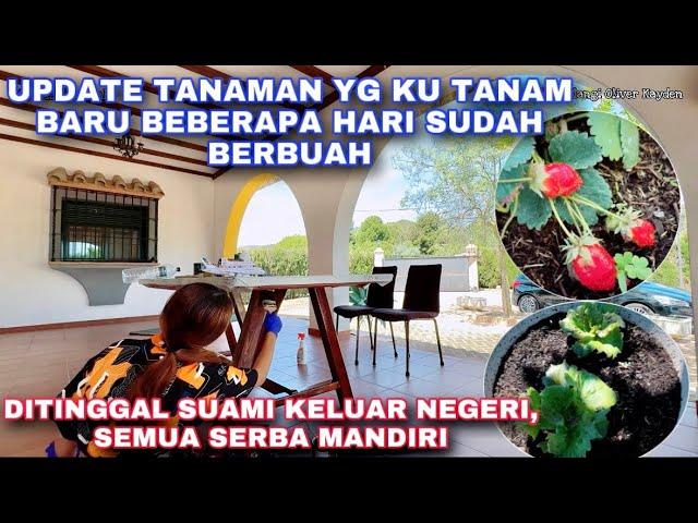 PERKEMBANGAN TANAMAN YG KU TANAM SUDAH BERBUAH. DI TINGGAL SUAMI KELUAR NEGERI