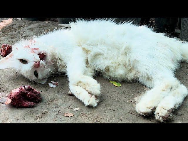 A Mother Cat's Desperate Struggle After Eating Poison – Emotional Rescue