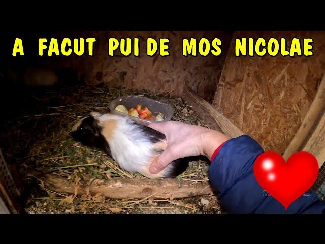 Surpriză de MOȘ NICOLAE - A făcut pui - LA MULTI ANI!