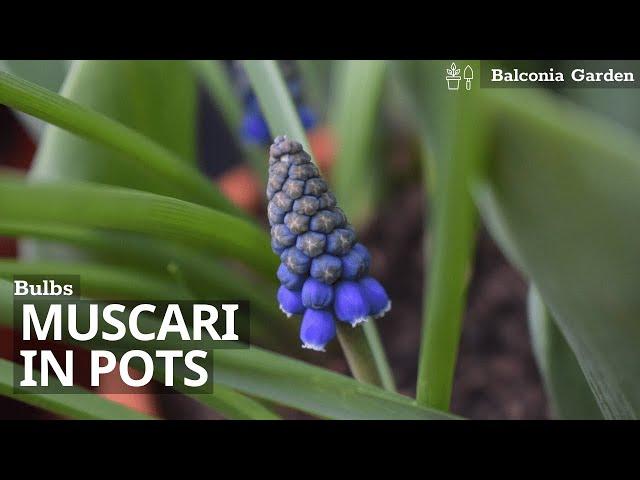 How To Plant Muscari/Grape Hyacinth Bulbs in Pots