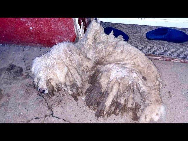 Severely Neglected Dog Gets A New Life He Could Only Dream Of