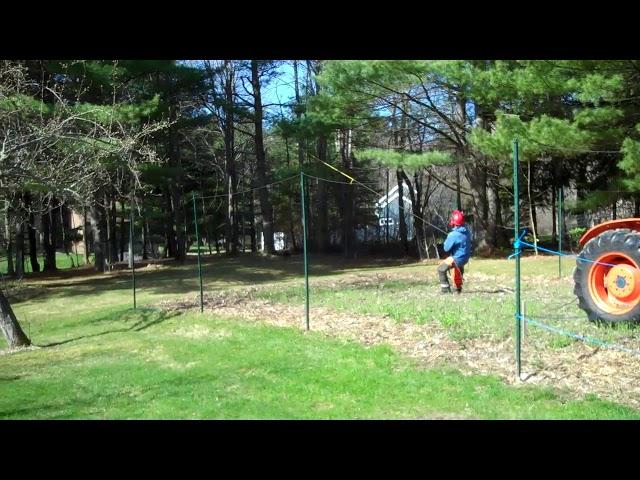 Cutting Big Pine Trees by Garden