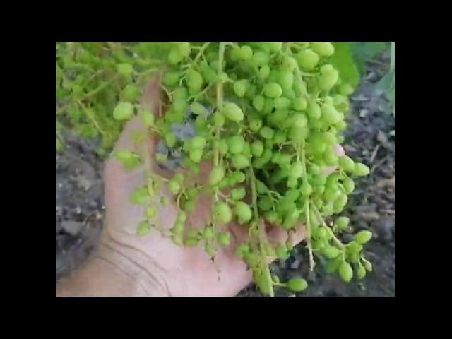 Рыхление междурядий виноградника