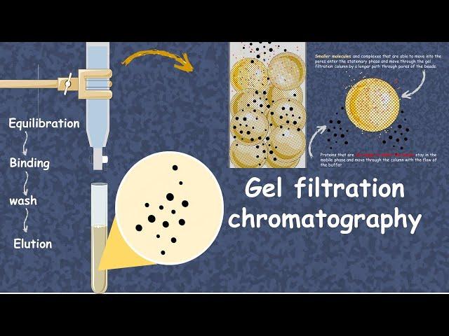 Gel filtration chromatography in 5 minutes | Size Exclusion Chromatography | Lab Procedure