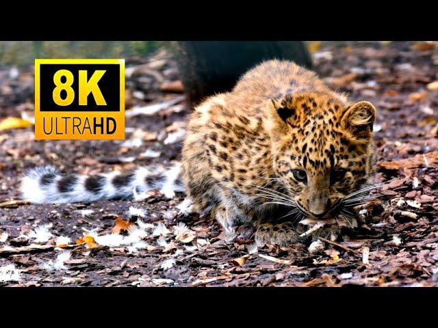 4K African Wildlife: Unbelievable Wild Animals Collections in 8K Ultra HD #wildlife #viralvideo #8k