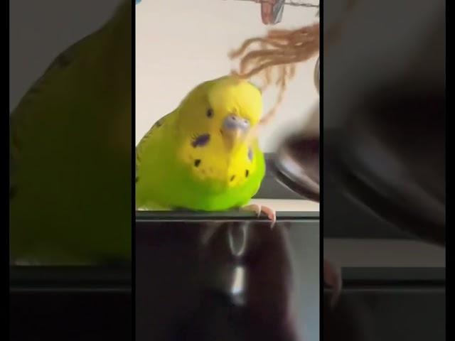 Mango Flew At The Camera 