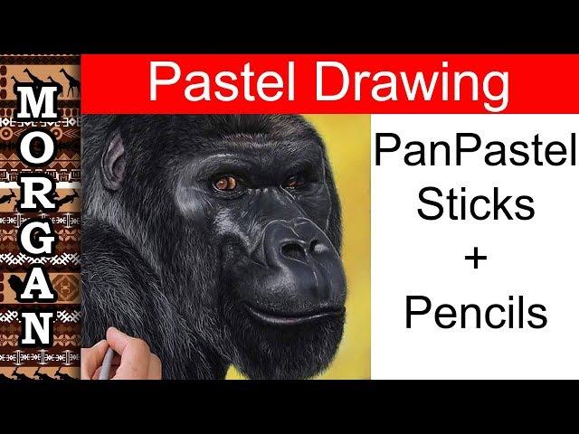 Pastel Painting Animals - Gorilla Drawing - Jason Morgan wildlife art