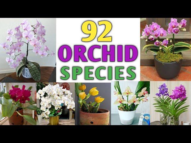 92 Orchid Varieties | Orchid Species | Orchid Plant Types | Plant and Planting