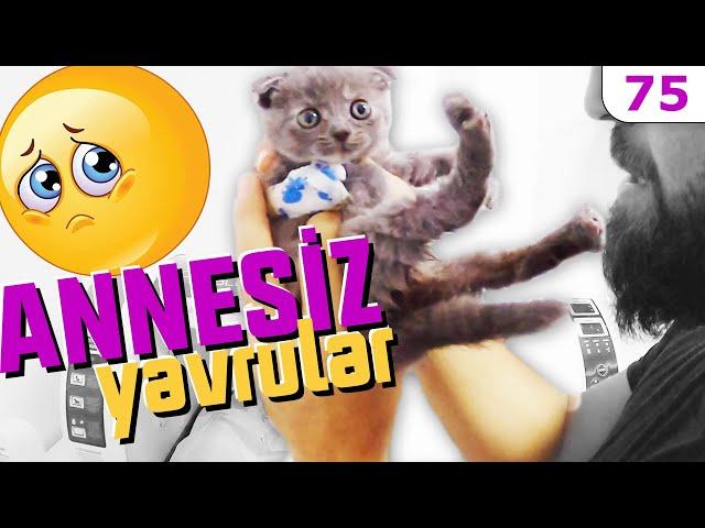 10 Günlükken ANNELERİ ÖLEN YAVRU KEDİLER  (Kapadokyadan Geldiler) Scottish Fold Yavru #DoBiDa 75