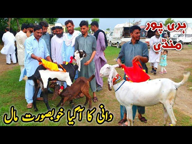 Dani Ki Goats Today Haripur Bakra Mandi Latest Update 1 August 2024