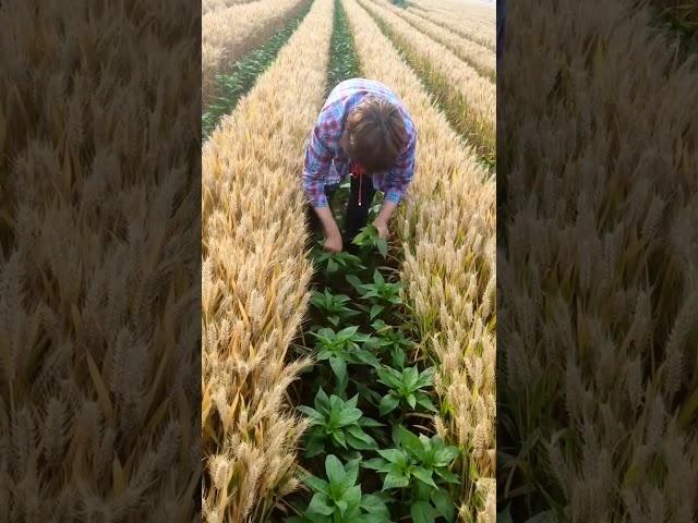 Chili Farming Techniques  Facing Heavern Pepper Variety #satisfying #shortsvideo