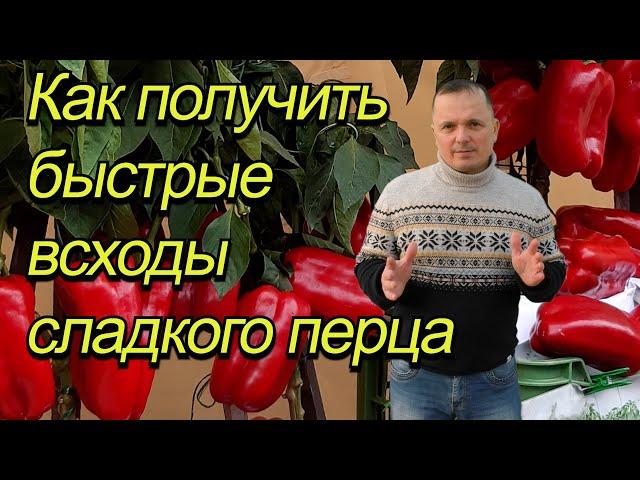 Собрались сеять сладкий перец? Посмотрите это видео до посева!