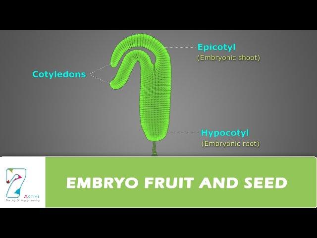 EMBRYO, FRUIT AND SEED