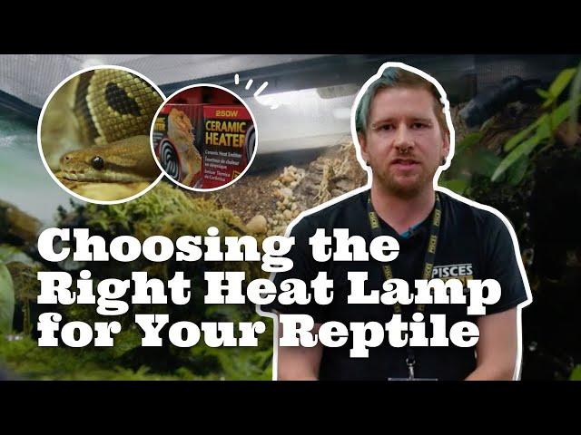 Choosing the Right Heat Lamp for Your Reptile┃Pisces Pets