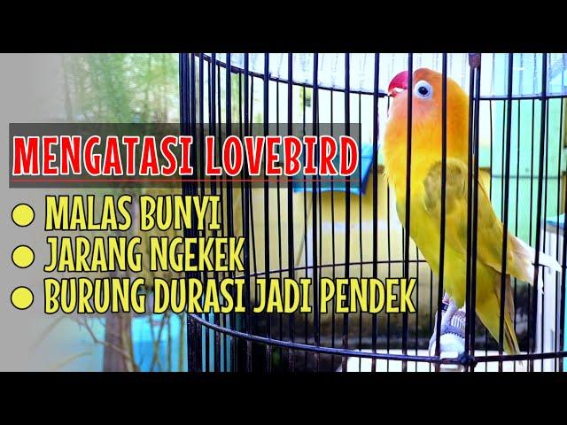 Cara mengatasi burung lovebird malas bunyi tidak mau ngekek