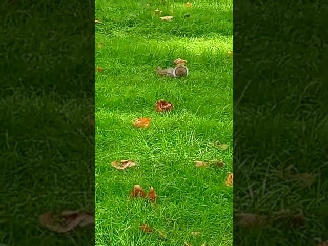 Squirrel in London park #squirrelplays #bigsquirrel  # funnyvideo