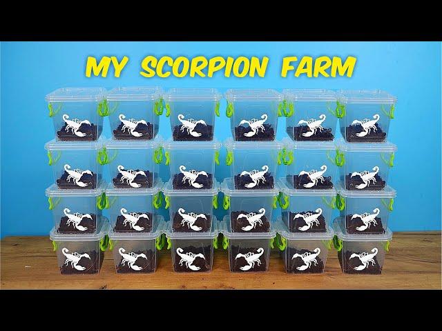 My scorpion farm! Why do I need so many scorpions? 