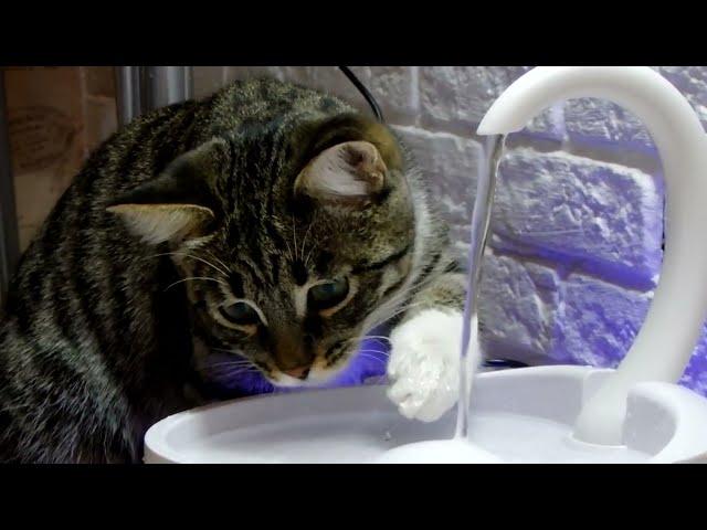 Autodrinker for cats. How to teach a kitten to drink water? Funny kitten plays with water.