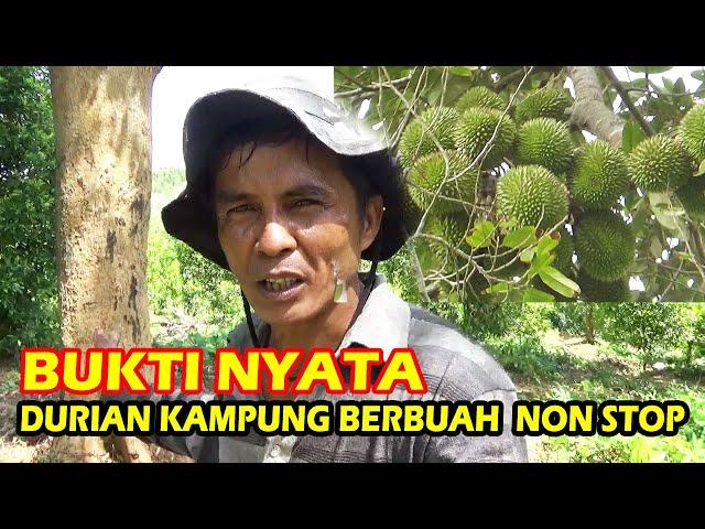 Jejak Digital  Membuktikan  DURIAN KAMPUNG Kami Berbuah Sepanjang Tahun Non Stop