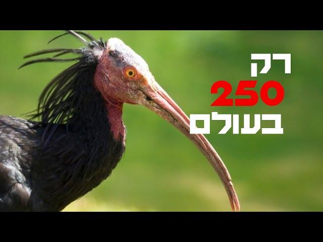 החיות הכי נדירות בעולם┃ טופטן