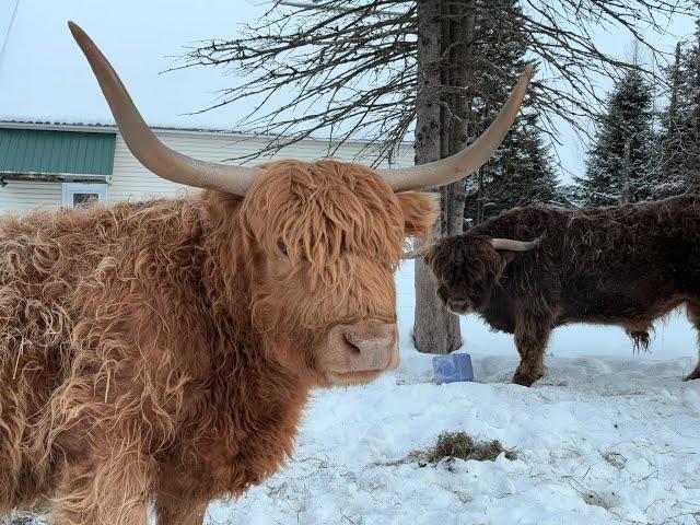 Evening Live With Highland Cows