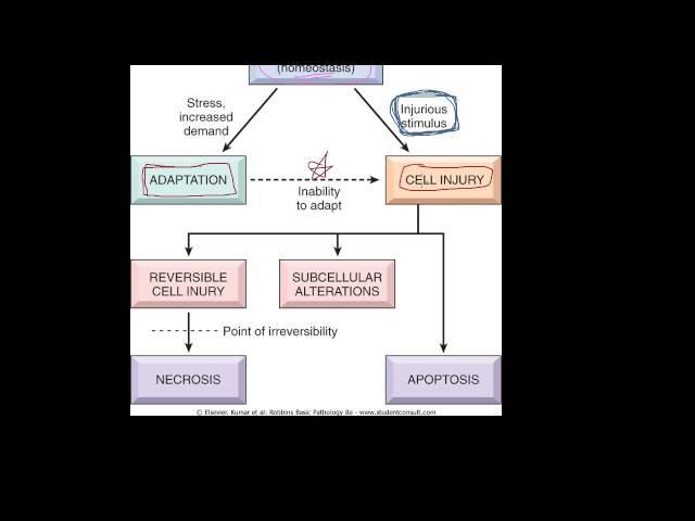 #1 - Introduction to pathology - etiology, pathogenesis, morphology terms, homeostasis, apoptosis