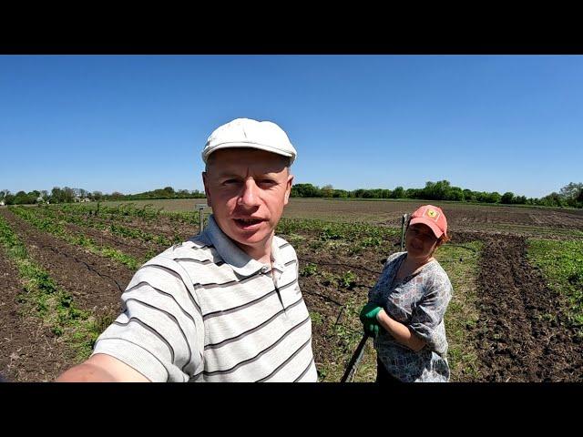 ЩО НЕ ТАК З КРАПЕЛЬНИМ ПОЛИВОМ в малиннику, який кишить ящірками і жабами? Бізнес на малині в селі