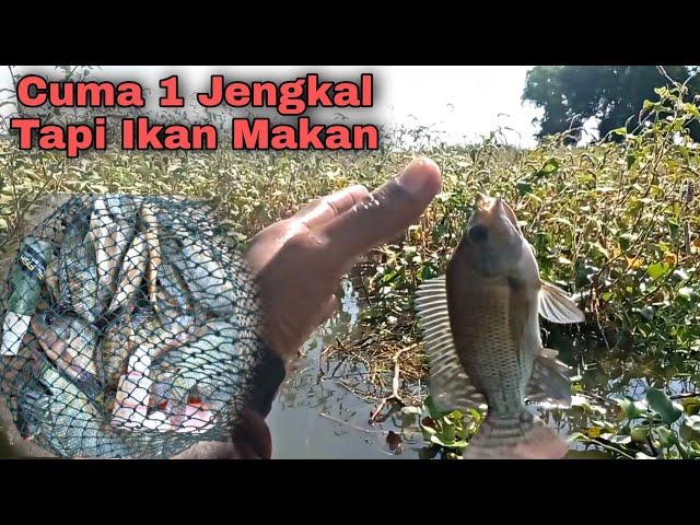 Terlalu GanasKedalaman 1 Jengkal Tapi Ikan Makan Rakus || Waduk Cengklik || Mancing Nyobok