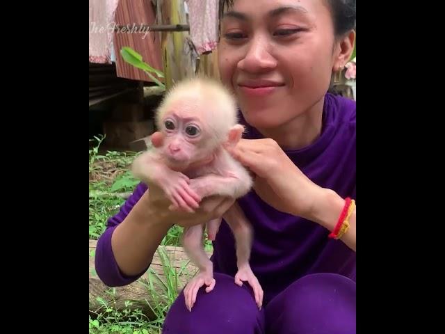 ​Today, the mother received a new member exchange from two neighbors. This baby monkey looks so cute